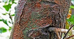 Destrucción de  casi todos los castaños americanos (1904–1940)