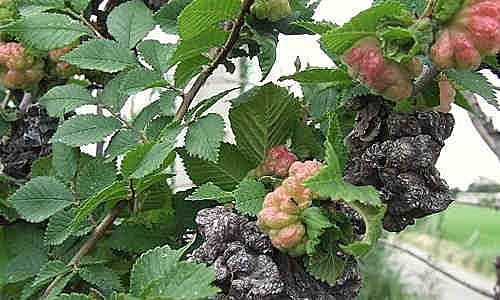 Enfermedad del olmo holandés 1918