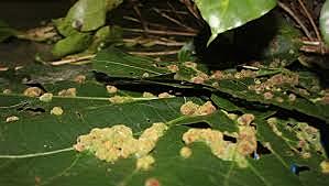 Destruyó todo el café en el sudeste asiático (1870 a 1880) desde el presente de 1970 en sur y centro América