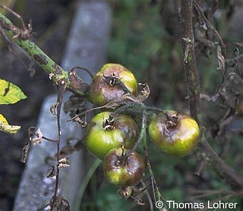 Tizón tardío de la papa