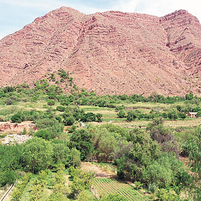Timeline: Severas pérdidas causadas por enfermedades de plantas a lo largo de la historia