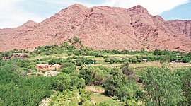 Timeline: Severas pérdidas causadas por enfermedades de plantas a lo largo de la historia