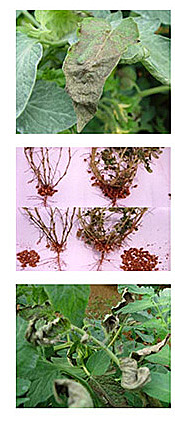 Manchas color café del arroz