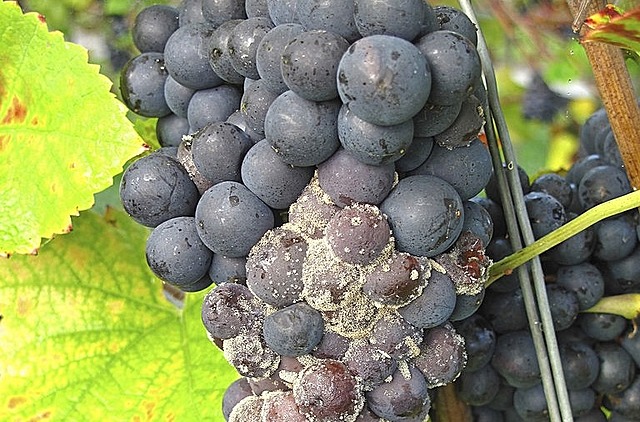 Moho suave de las uvas