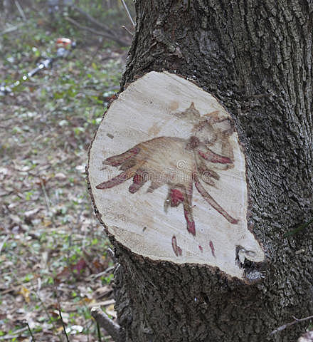 Enfermedad del olmo holandés