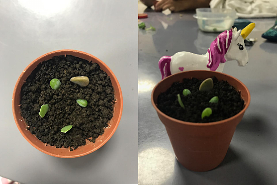 Suculenta - Semana 1