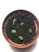 Suculenta - Semana 2