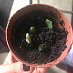 Suculenta - Semana 3