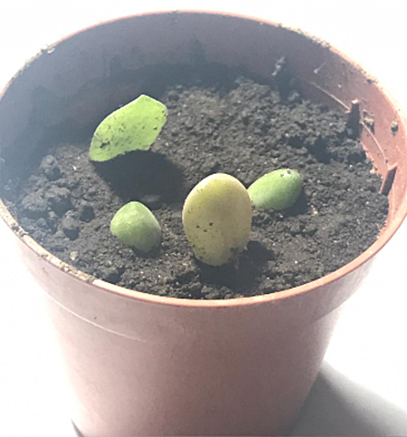 Suculenta - Semana 4