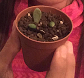 Suculenta - Semana 5