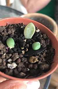 Suculenta - Semana 6