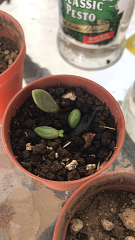 Suculentas - Semana 9