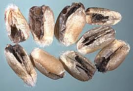 Tizón Karnal del trigo