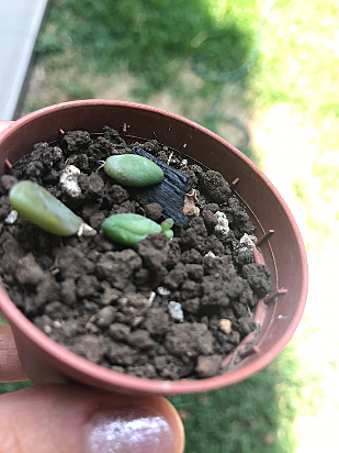 Suculenta - Semana 10