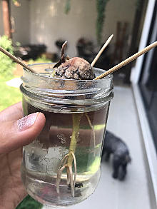 Aguacate - Semana 10