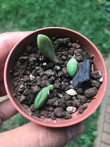 Suculenta - Semana 11