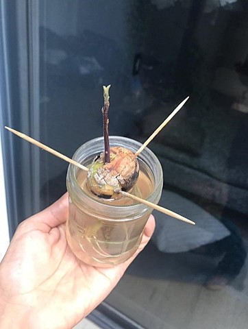 Aguacate - Semana 11