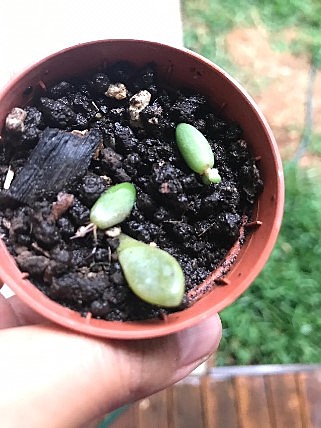 Suculenta - Semana 12