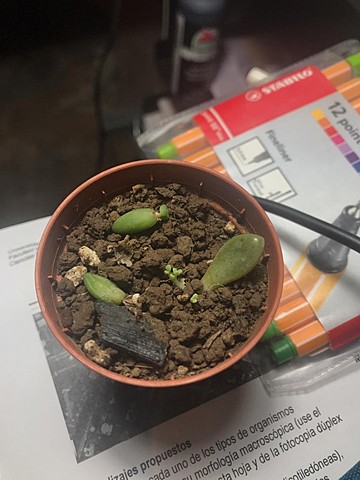 Suculenta - Semana 13