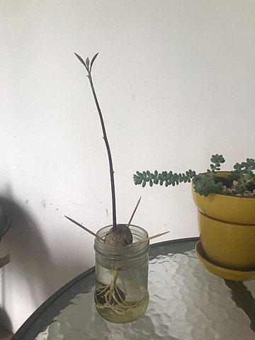 Aguacate - Semana 13