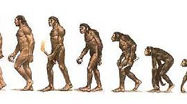 Timeline: La Evolución de los Homínidos
