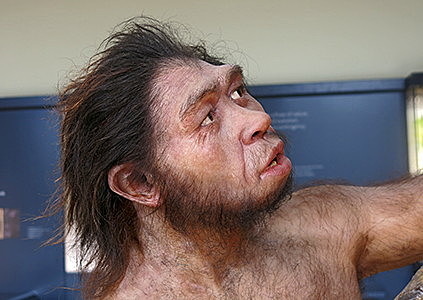 Homo Erectus