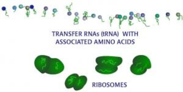 Zamenick and Hoagland descoveries