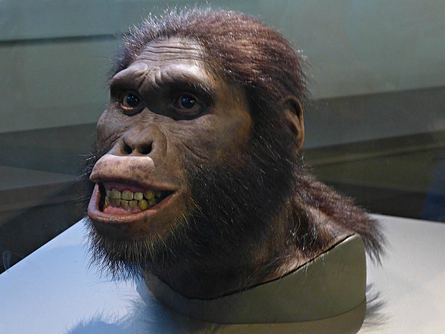 AUSTRALOPITHECUS AFRICANUS