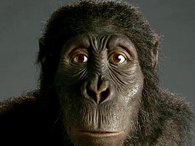 AUSTRALOPITECUS ANAMENSIS