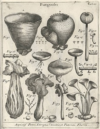 Nova plantarum genera