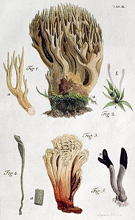 Primera clasificación de hongos