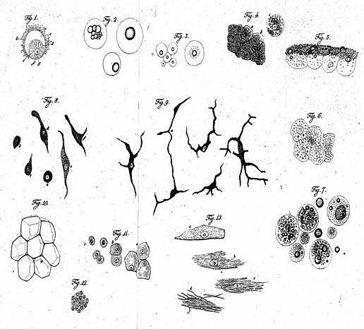Levaduras seres vivos