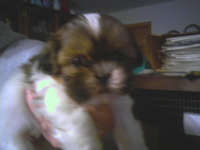 Our new puppy!!