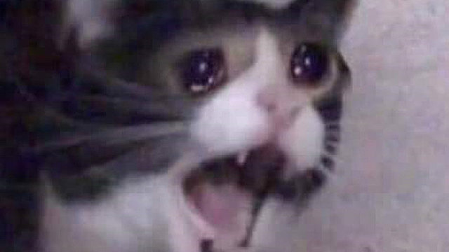 had to put my cats down