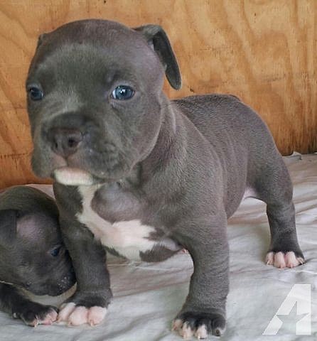 we got our 2nd dog diesel