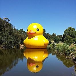 Rubber duck