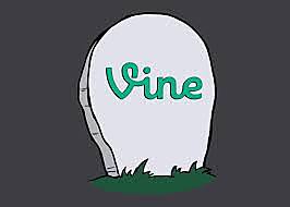 Vine