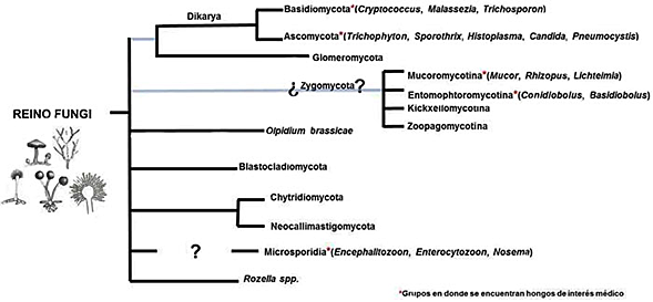 Clasificación de los hongos (2013)