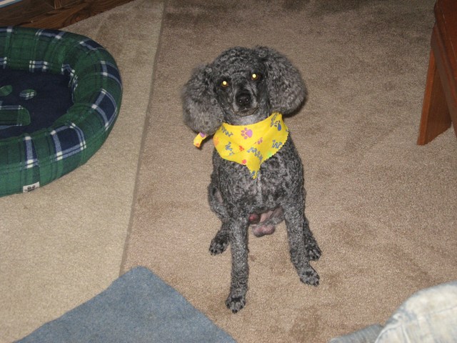 Recieved Poodle as Christmas Gift