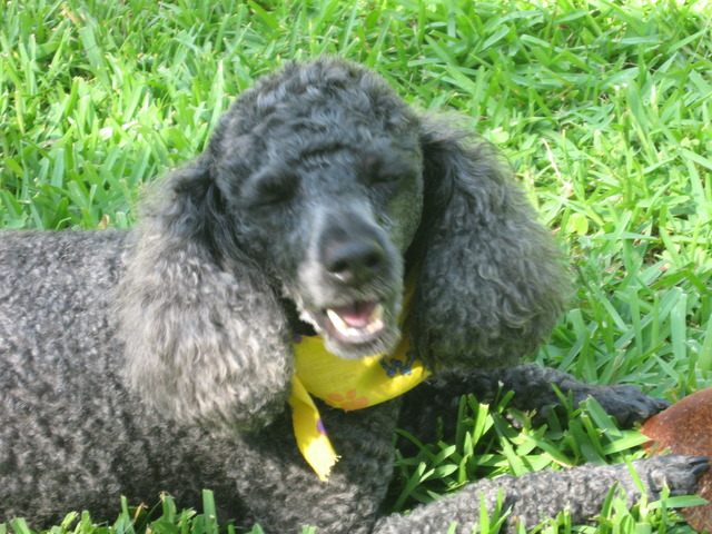 Memorial Video for my Poodle