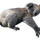 Koala png13