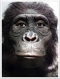 Australopithecus Anamensis