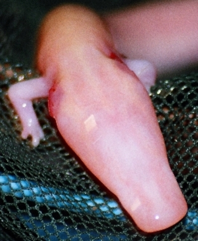 Första landlevande djuren