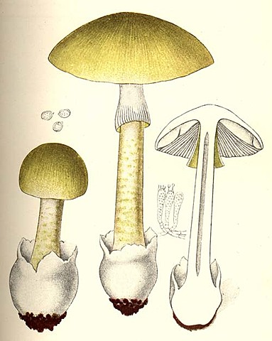 Heinrich Friedrich Link