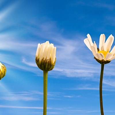 Timeline: EL DESARROLLO Y EVOLUCIÓN DE LOS MODELOS PEDAGÓGICOS Y DEL CURRÍCULO