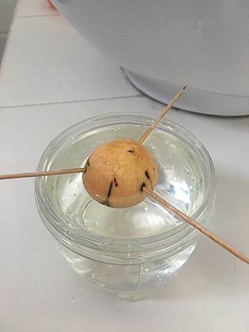 Siembra de semilla de aguacate