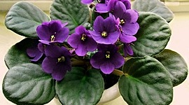 Timeline: Violeta Africana.