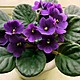 Violeta africana