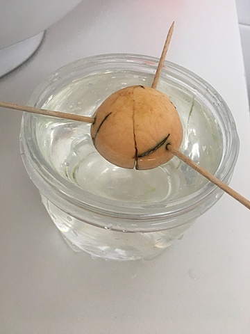 Siembra de semilla de aguacate