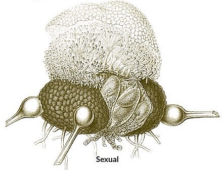 Louis y Charles Tulasne